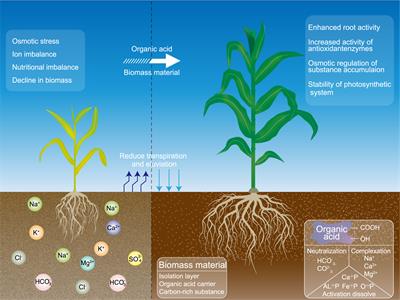 Biomass composite with exogenous organic acid addition supports the growth of sweet sorghum (Sorghum bicolor ‘Dochna’) by reducing salinity and increasing nutrient levels in coastal saline–alkaline soil